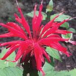 Monarda Jacob Cline