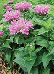 Monarda Petite Delight