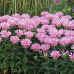 Monarda Sugar Buzz Pink Frosting