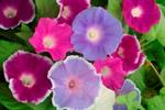 Morning Glory Mix