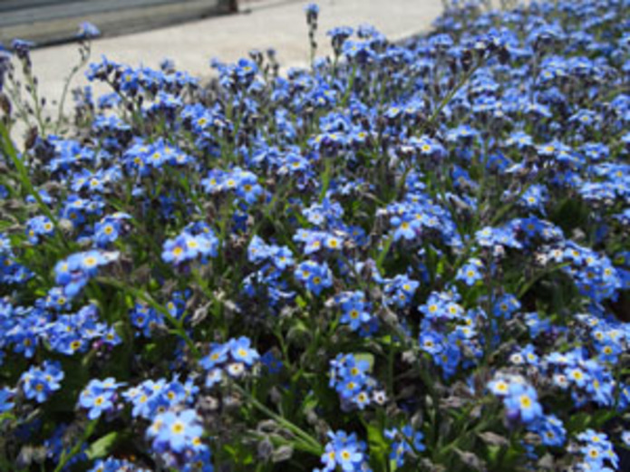 Plant Catalog - Goode Greenhouses