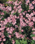 Myosotis Rosylva