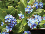 Myosotis Ultramarine