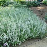 Nepeta Calamintha White