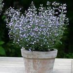 Nepeta Calamintha Marvalette Blue