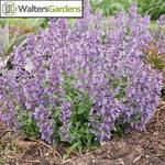 Nepeta Picture Purrfect