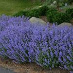 Nepeta Purrisian Blue
