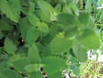 Nepeta Walkers Low