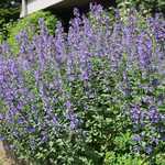 Nepeta Catmint