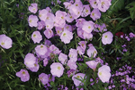Oenothera Siskiyou Pink