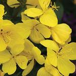 Oenothera Missouri Primrose