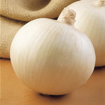Onion Super Star Plant