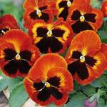 Pansy Solar Flare