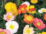 Papaver Champagne Bubbles Mix