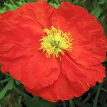Papaver Iceland Champagne Bubble Orange