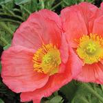 Papaver Iceland Champagne Bubble Pink