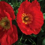 Papaver Iceland Champagne Bubble Scarlet