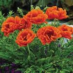 Papaver Oriental Orange Scarlet
