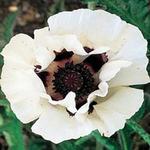 Papaver Oriental Royal Wedding