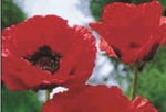Papaver Oriental Crimson Red