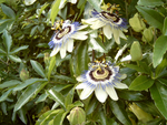 Passiflora Becky's Blue/White