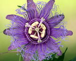 Passiflora Incense