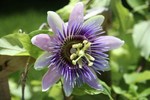Passiflora Passion Flower Purple