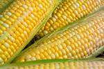 Sweet Corn Peaches and Cream