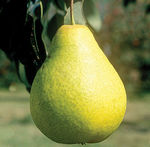 Pear Ure