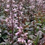 Penstemon Blackbeard