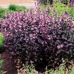 Penstemon DAKOTA Burgundy