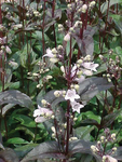 Penstemon Husker Red