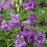 Penstemon Pikes Peak Purple