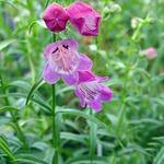 Penstemon Red Rocks