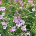 Penstemon Shadow Mountain