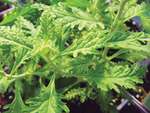 Perovskia  Russian Sage