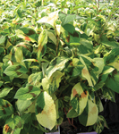 Persicaria Painter's Palette