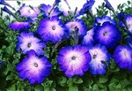 Petunia Merlin Blue Morn