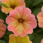 Petunia Cascadias Indian Summer