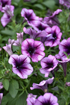 Petunia Cascadias Purple Ice