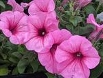 Petunia Durabloom Royal Pink