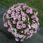 Petunia Durabloom Silver