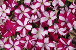 Petunia Wave Burgundy Star