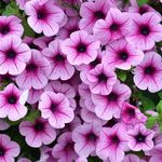 Petunia Easy Wave Plum Vein