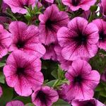 Petunia Easy Wave Rose Fusion