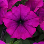 Petunia Easy Wave Violet
