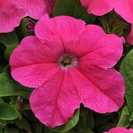 Petunia Pretty Grand Deep Pink