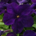 Petunia Pretty Grand Midnight
