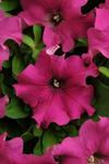 Petunia Pretty Grand Purple