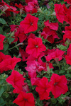 Petunia Pretty Grand Red